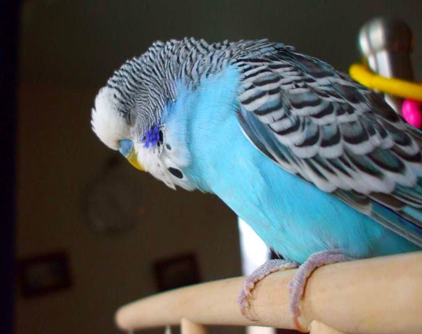 Monty small and cute