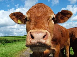 Lazo familiar indeseable: Dos razas comunes de vacas en Costa Rica presentarían problemas