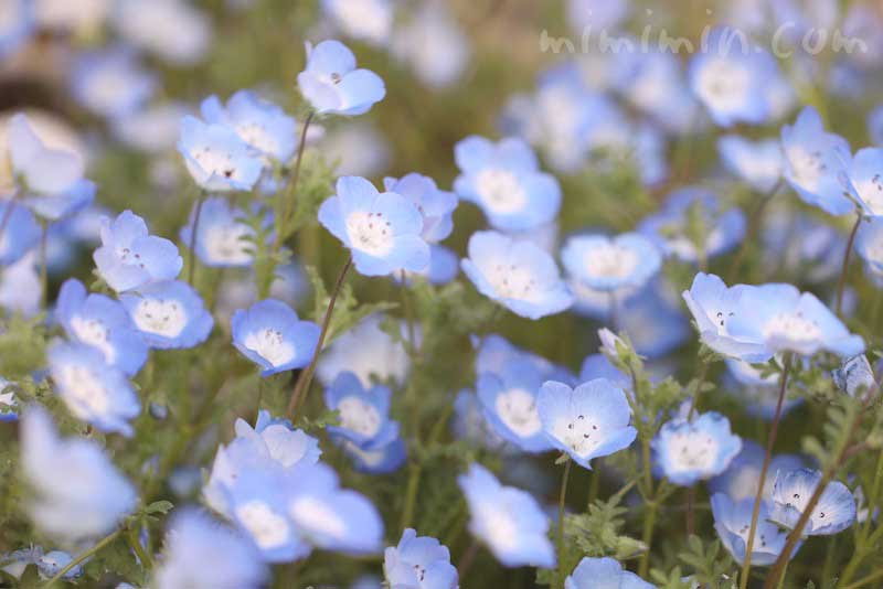 ネモフィラの花の写真 花言葉 みみみんブログ