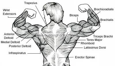 Upper Back Muscle Exercise - Latissimus Dorsi Muscle ...