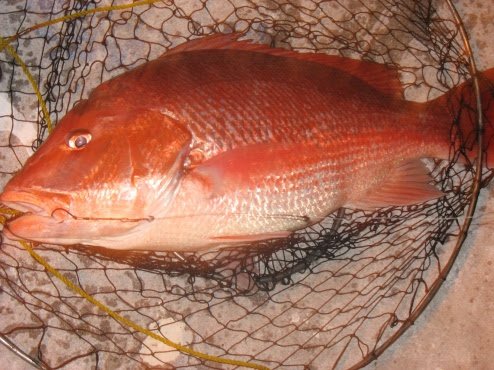 Pensacola Fishing Forum on Pensacola Fishing Forum   Cornflake789 S Album  Nas Fish   Picture