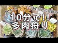 [最も欲しかった] 多肉植物 販売 安い 284376-多肉植物 販売 安い
