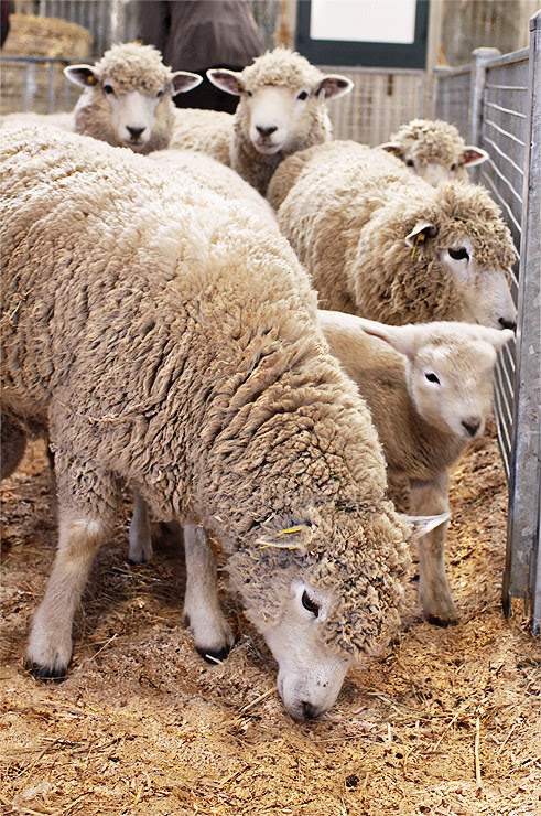 Royal Melbourne Show #8