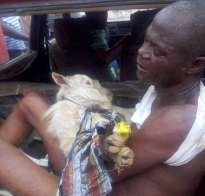 Man Having Sex With A Goat Arrested  (Watch Video)