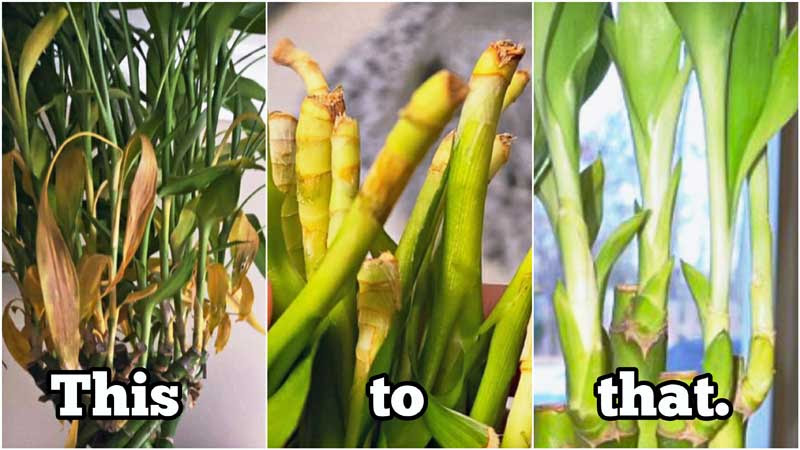 facts about lucky bamboo plants