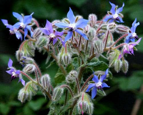 Parco Del Pollino Fiori Ed Alberi La Borragine Orsomarso Blues