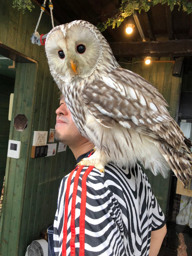 ウラルフクロウの性格は 成長と最近の様子 ふくろうマジック