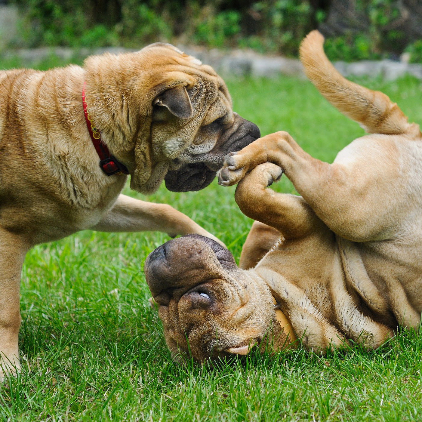 多頭飼いだと犬同士が喧嘩をする 解決法は