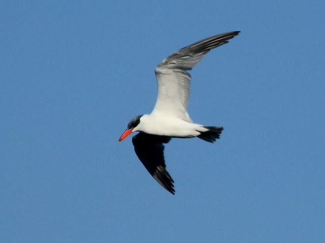 Caspian Tern 20121125