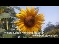 Bunga Matahari Yogyakarta / Kebun Bunga Matahari Pantai Glagah Kulonprogo - Destinasi ... - Tak hanya bunga matahari, ada juga bunga marigul, kertas, hingga bunga jengger.