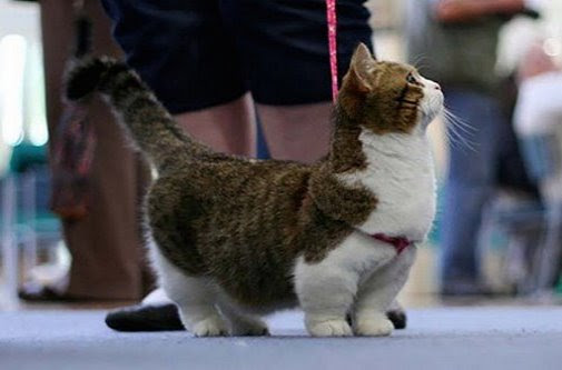 Les Chats Les Plus Mignons Du Monde