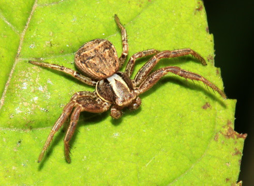 Xysticus cristatus 22924