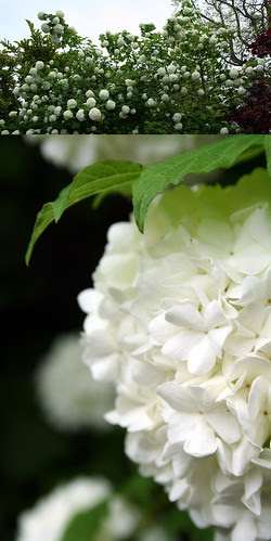 snowball