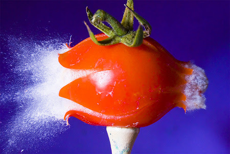 Tomato Juice by Alan Sailer Tomato Juice by Alan Sailer