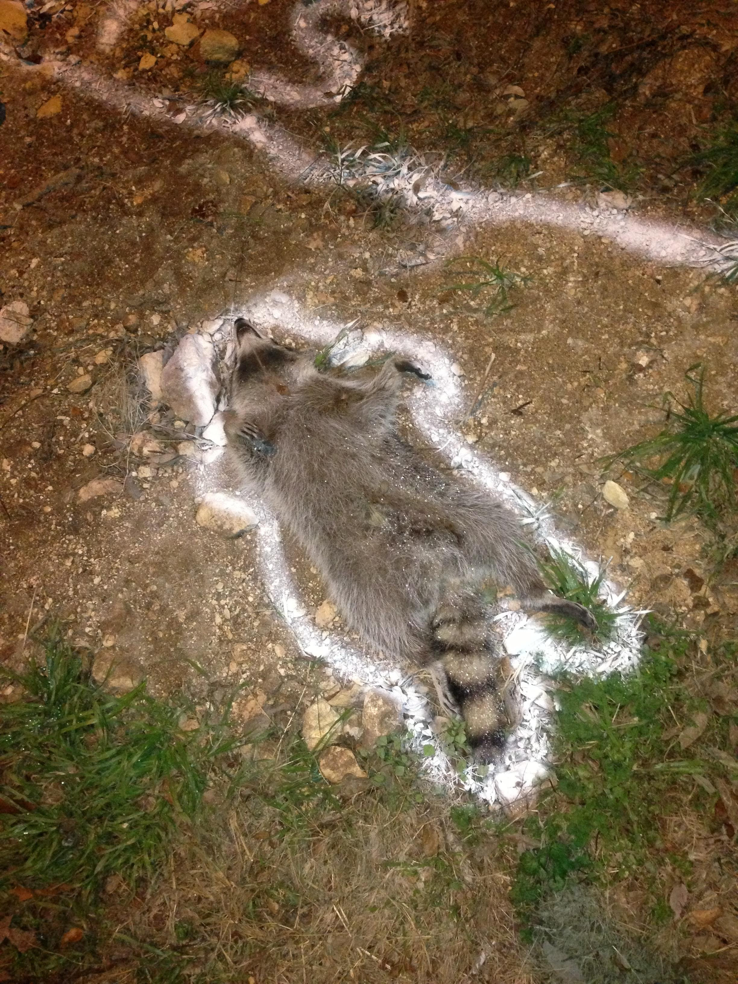 Taking A Walk This Evening When All Of A Sudden Wtf