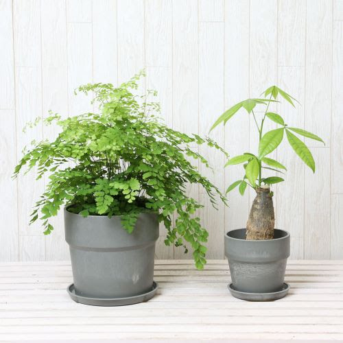 室内におすすめ 観葉植物 アジアンタム パキラ セット Greensnapstore