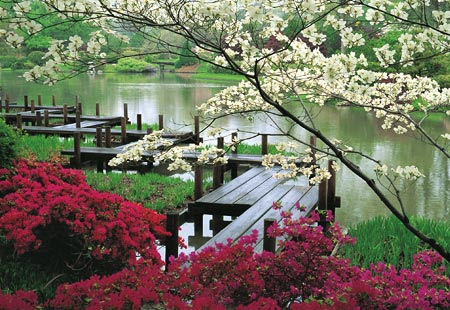Concepts Beautiful Flower Garden