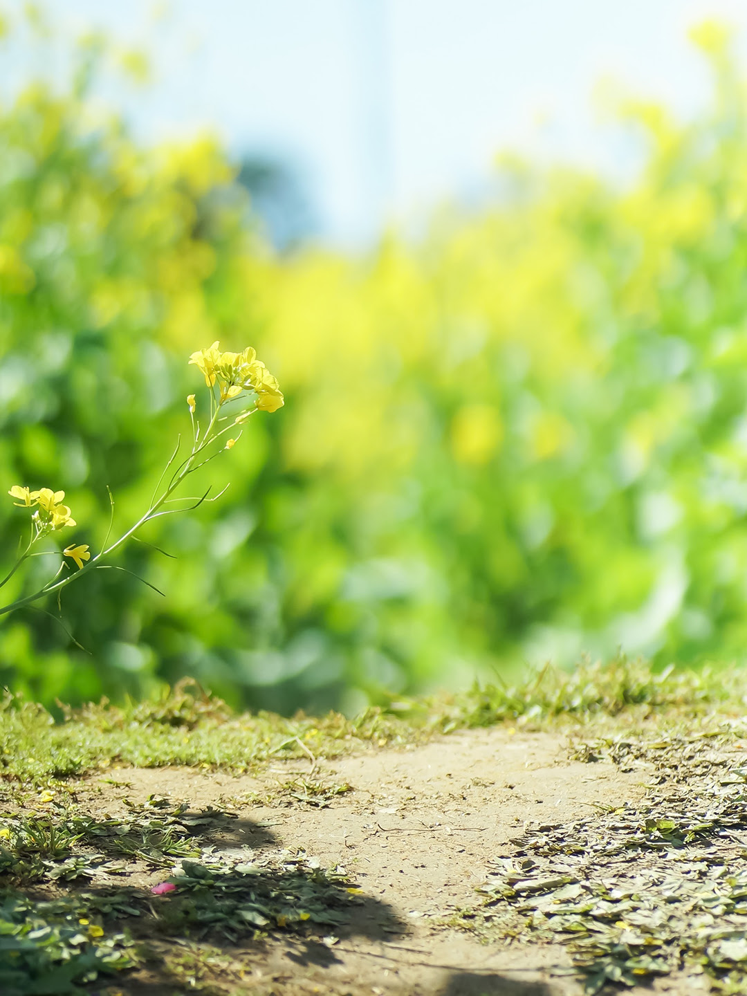春気分を満喫できる 愛知 岐阜 三重の お花畑スポット Hiroba