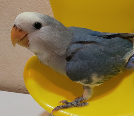手乗りコザクラインコ 販売のページ プラチナウルフ