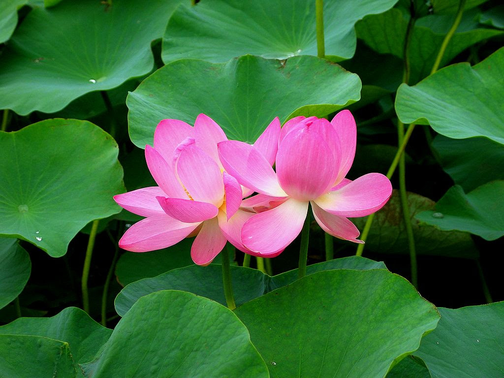 蓮 ハス の花 壁紙写真 四季の彩り壁紙写真集