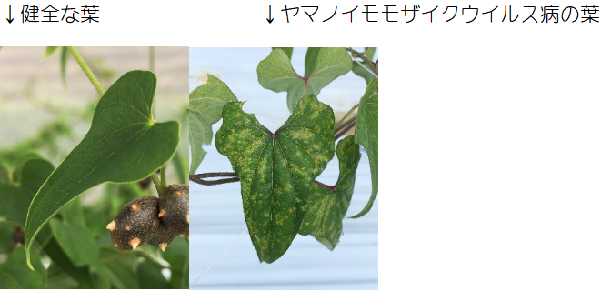 自然薯のウイルス病による収量低下 自然薯の通販 販売 種芋の販売