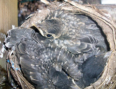 Robins_51309