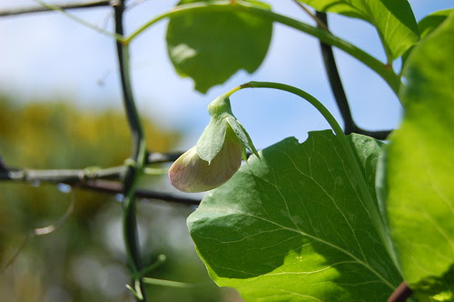 Purple mangetout pea F2