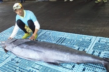 7 25 ルアー各船 カツオ狙いと大物狙い別船 カツオ2 2 8ｋｇ各船1人0 3匹 サバ ホウボウ カサゴ 本サワラ混ざり カジキ150ｋｇ別船1匹スピニングで40分でゲット ２回ヒット 静岡県遠州灘と浜名湖の釣り情報サイト 隆栄丸 Fishingclub