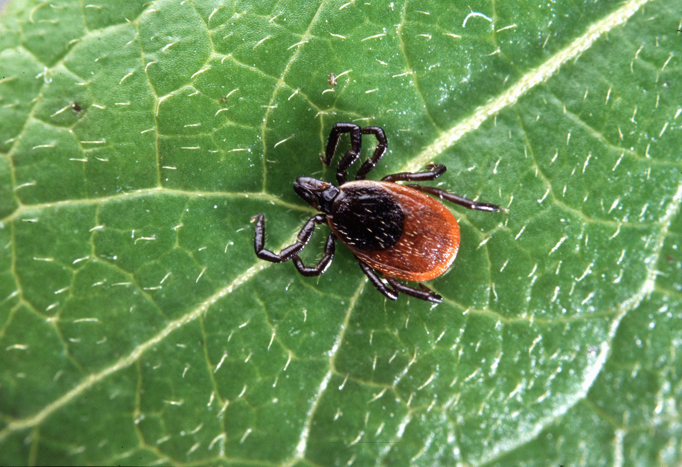Potential Treatment For Lyme Disease Kills Bacteria That May Cause Lingering Symptoms Study Finds News Center Stanford Medicine