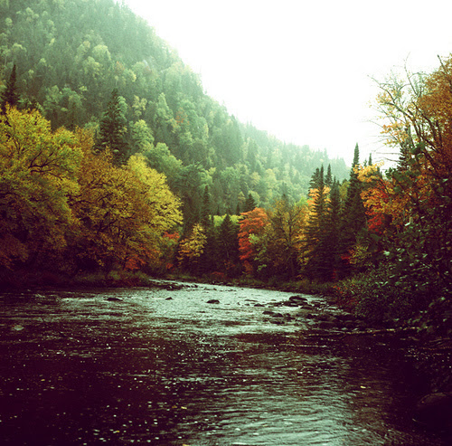 forest, nature, river, wilderness
