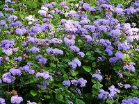 ５月３日の誕生花 アゲラタムの花言葉 幸せを得る 色づく無数のおしべが形作る 信頼 と 安心感 弥生おばさんのガーデニングノート 花と緑の365日 楽天ブログ