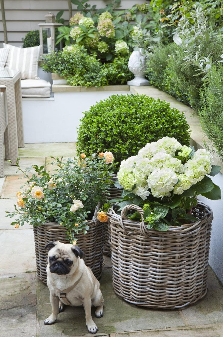 Leopoldina Haynes' garden, roses, topiary, hydrangeas and Poppy the pug