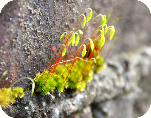 Moss