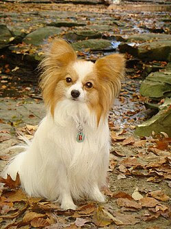 The Papillon Dog Breeds