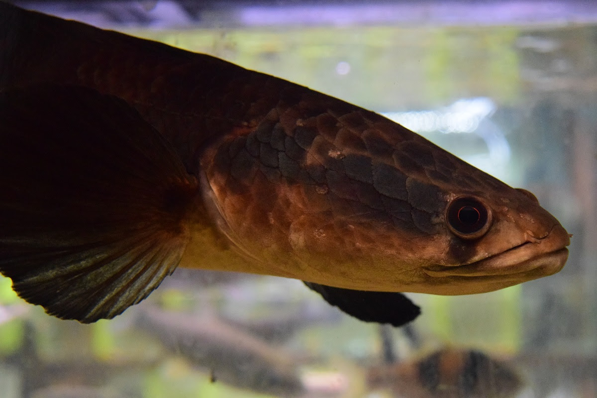 入荷魚情報 静岡市の熱帯魚専門店 大型魚 古代魚 珍魚 World Rivers