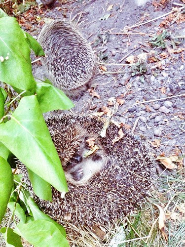 hedgehog 2013