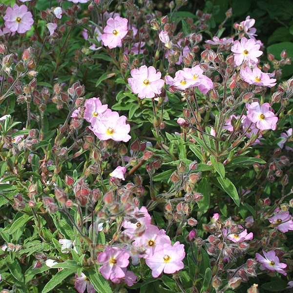 Ciste (cistus) : plantation, taille et conseils daposentretien