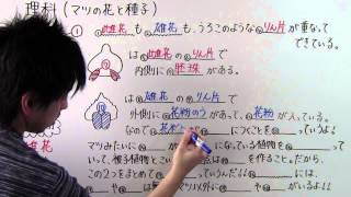理科 中1 5 マツの花と種子 Youtube