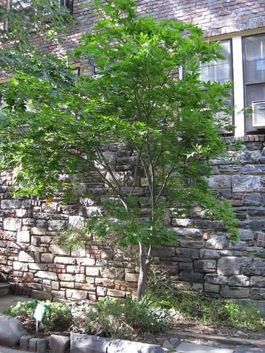 japanese maple tree tattoo. japanese maple tree tattoo.
