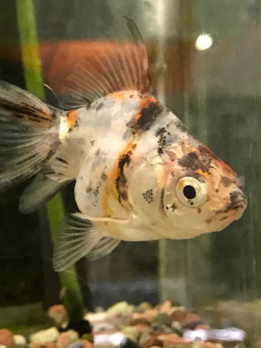金魚or鯉を飼育してみませんか 佐賀 福岡 熊本のペットショップ スタードッグス