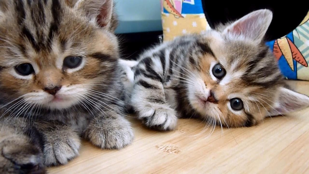 Cute Kittens tear down their home Funny Cats YouTube Cute Kittens tear down their home Funny Cats YouTube