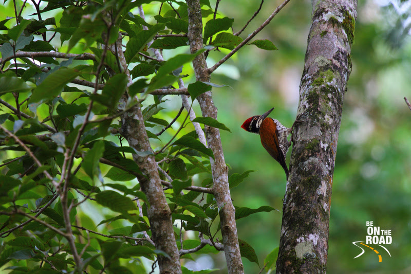 Black Rumped Flameback (Lesser Golden-Backed) Woodpecker