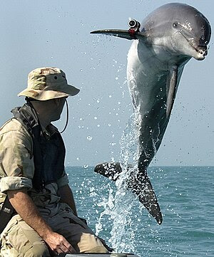 Cute Dolphin Backgrounds 8