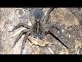 Do Wolf Spiders Eat Camel Crickets / Wolf Spider Facts Wolf Spider Control Terro : Camel crickets eat other insects, carpet, cardboard, fungi, wood, and even each other if the opportunity presents itself.