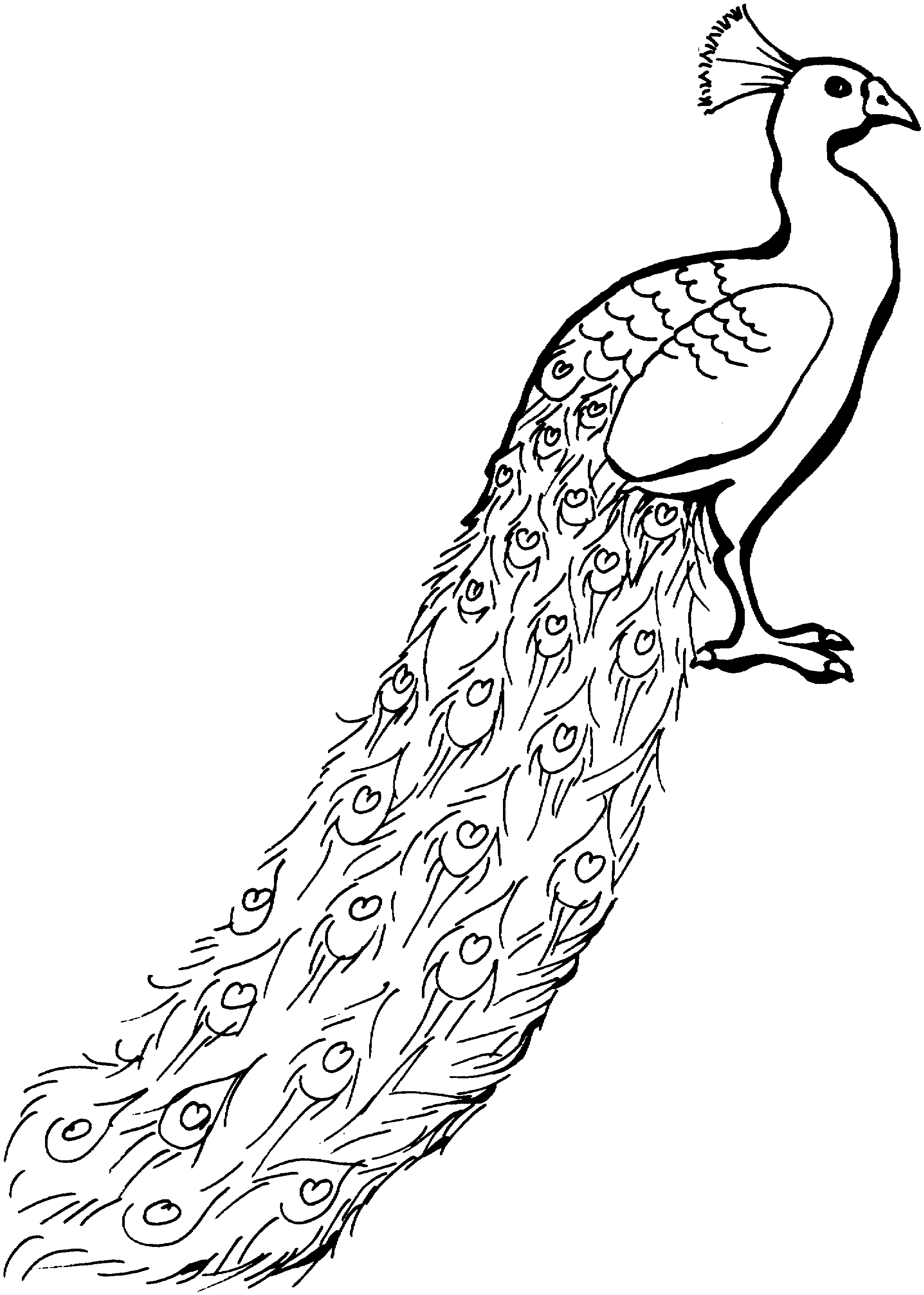 Peacock Drawing Black And White Cliparts co Peacock Drawing Black And White Cliparts co