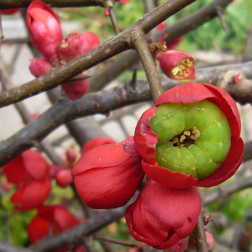 Caterpillar in the Quince!