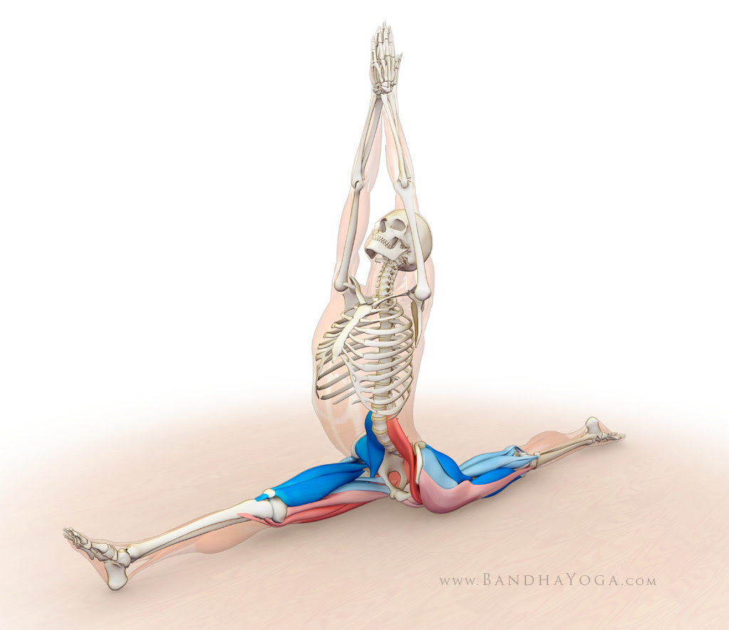 agonists and anatgonists - hanumanasana