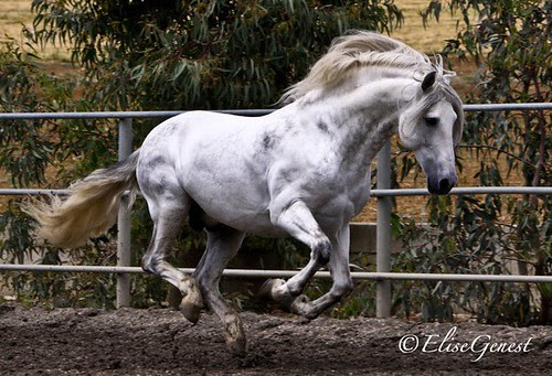 Pegaso