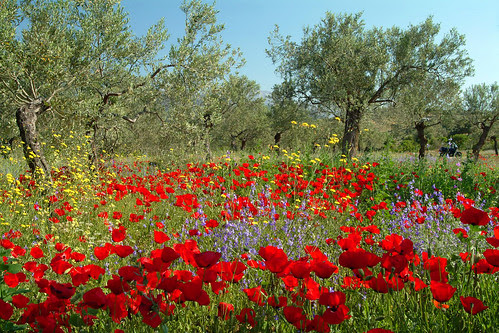 http://farm3.static.flickr.com/2207/2474294746_e454293f7d.jpg