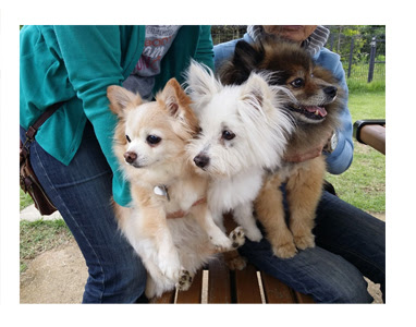東京ドイツ村 ガウリン福と保護犬ちぃ 吠え老犬日記